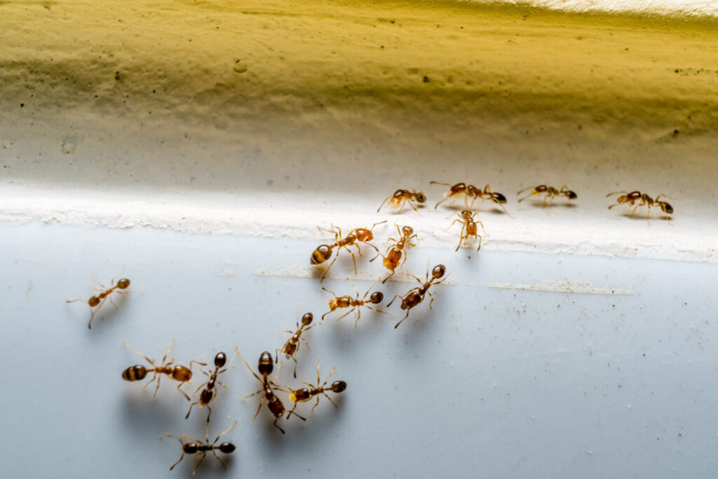 Ant Control in Sydney: How to Keep Your Home Ant-Free