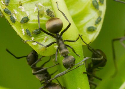 Ant Control in Sydney: How to Keep Your Home Ant-Free