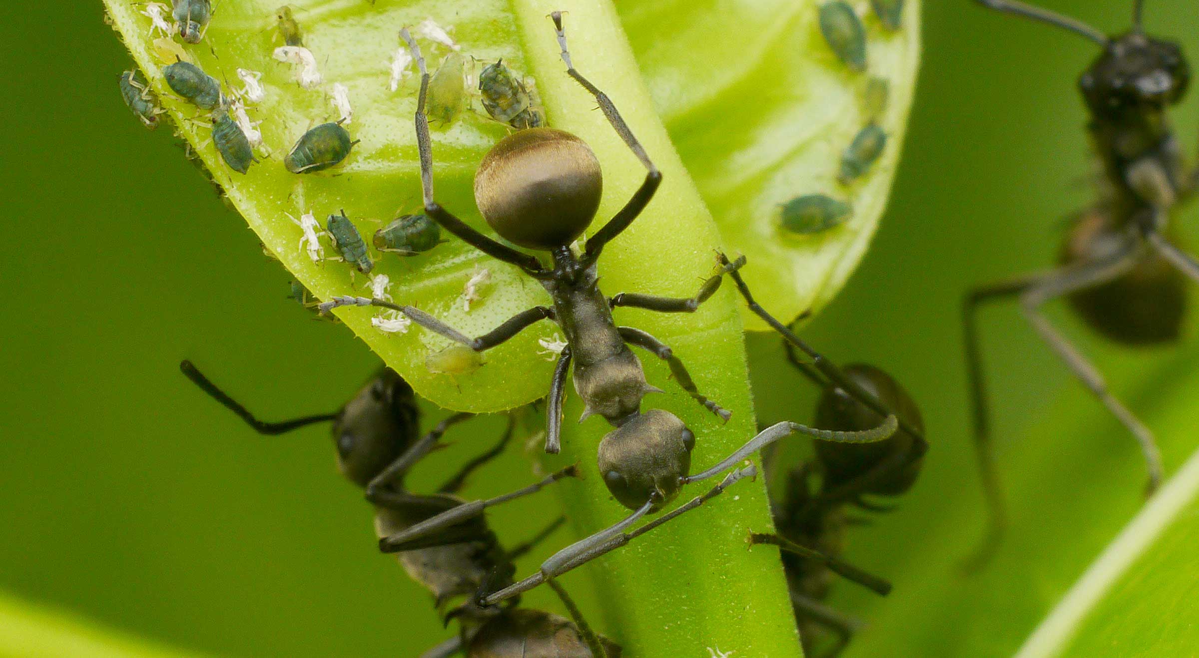 Ant Control in Sydney: How to Keep Your Home Ant-Free