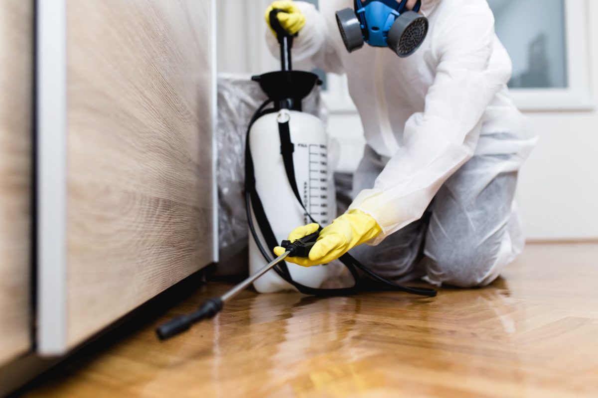 Professional Pest Control Services in Sydney: What to Expect