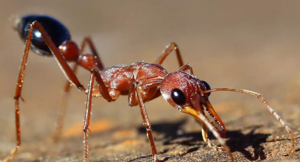 Ant Control in Sydney: How to Keep Your Home Ant-Free